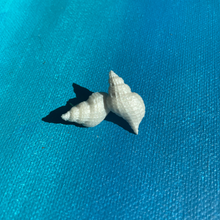 Load image into Gallery viewer, Seashell Pods
